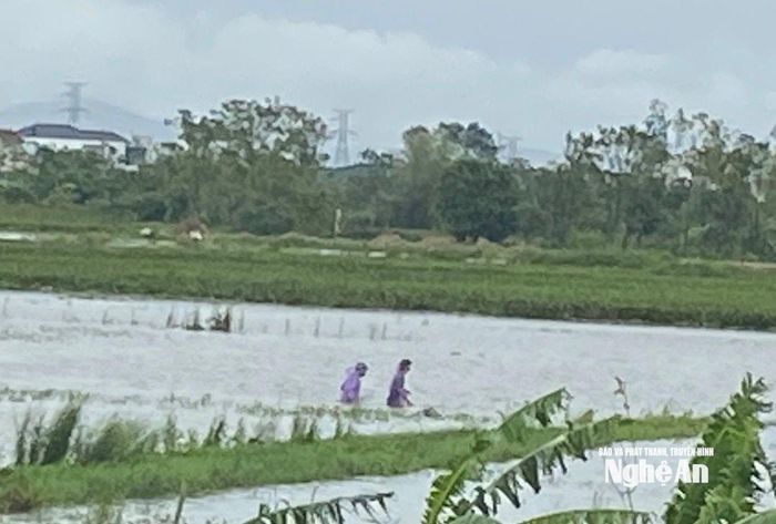 Bất chấp mưa gió, nước dâng cao người dân xã Quảng Châu lội ra đồng thả lưới bắt cá. Ảnh: Văn Trường