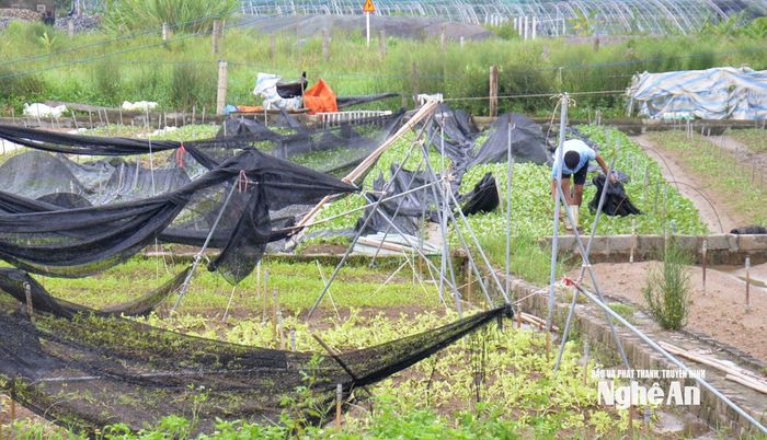 Những ruộng rau được đầu tư lưới che nắng đã bị hư hỏng sau bão. Ảnh: Xuân Hoàng