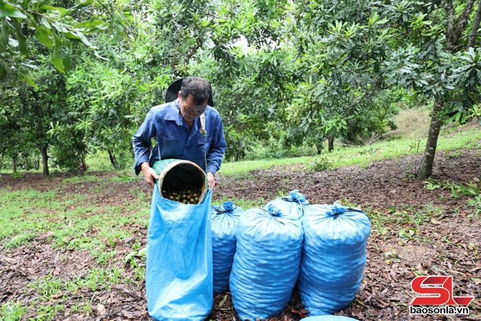 Mắc ca sau khi thu hoạch được tập kết đem đến các điểm thu mua.