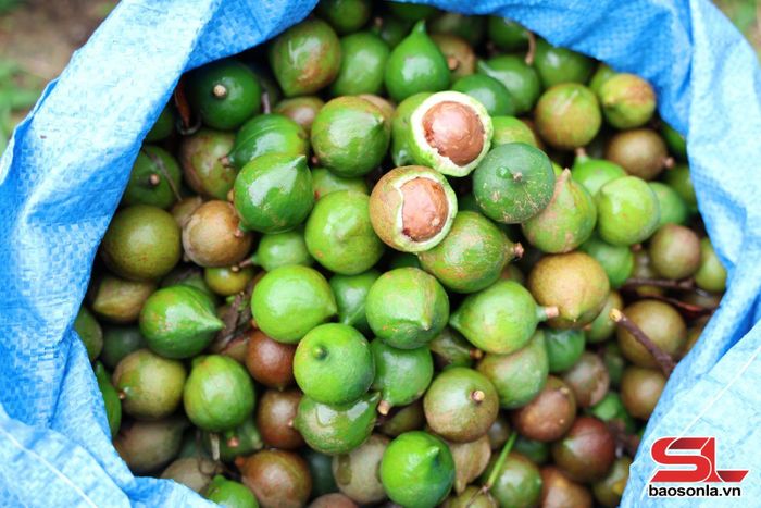 Hạt mắc ca Mai Sơn sau thu hoạch.