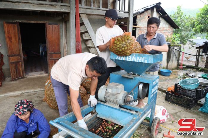 Mắc ca sau thu hoạch được đem về sát, tách vỏ.