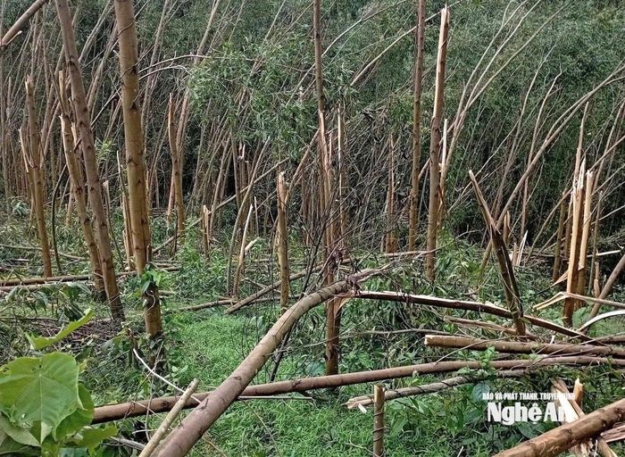 Keo non hầu hết gãy ngang thân cây. Ảnh: Văn Trường