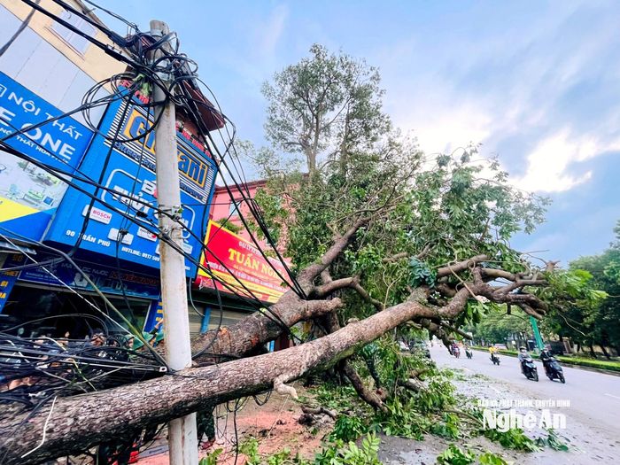 Nhiều dây cáp bị cây xanh gãy đổ đè xuống, mất kết nối. Ảnh: Quang An