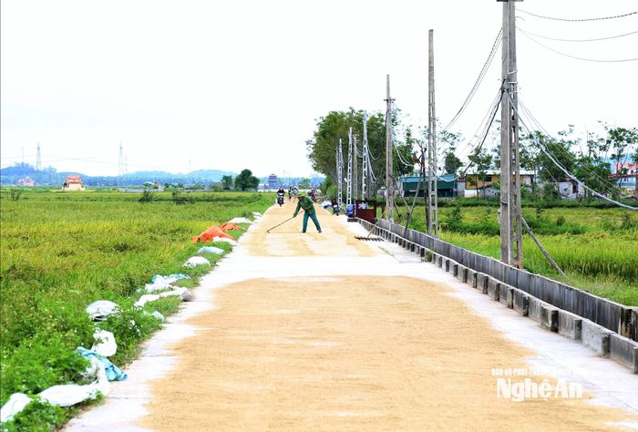 Bà con nông dân xã Vân Tụ tranh thủ ánh nắng, phơi lúa ngay trên mặt đường bê tông nội đồng. Ảnh: Xuân Hoàng