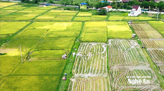 Thu hoạch lúa hè thu trên địa bàn xã Bình Minh. Ảnh: Xuân Hoàng