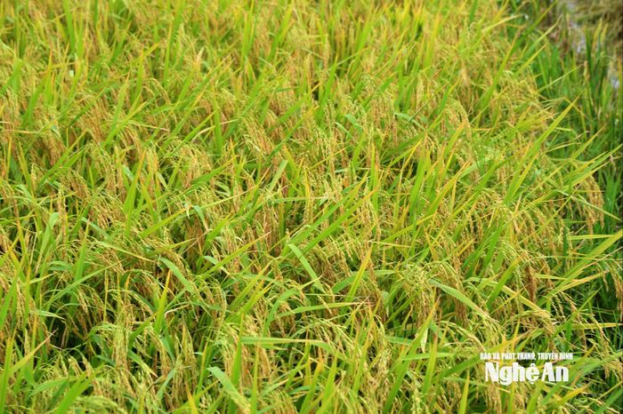 Theo khuyến cáo của ngành nông nghiệp, lúa hè thu chín 80% là tiến hành thu hoạch ngay để tránh rủi ro do thiên tai. Ảnh: Xuân Hoàng