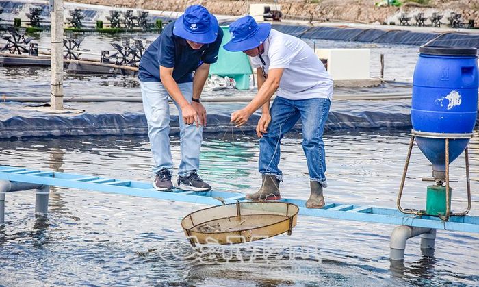 Rút ngắn được thời gian nuôi và tiết giảm chi phí.