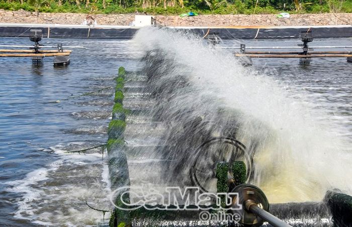 Nuôi rong trong ao, vừa làm sạch ao vừa làm thức ăn cho tôm.