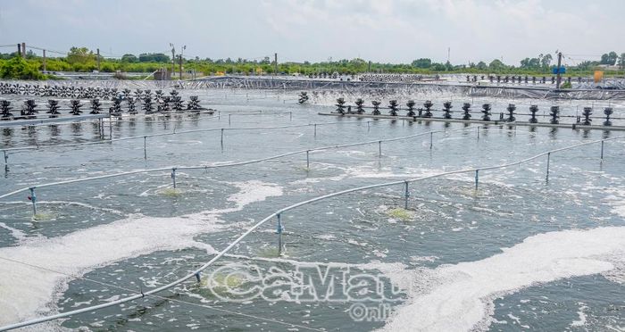 Nguồn nước sạch, ít dịch bệnh trên tôm.