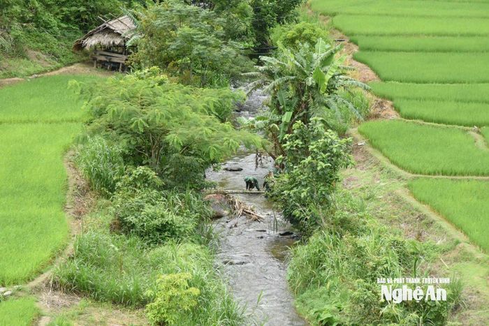 Cán bộ chiến sĩ Đồn Biên phòng Tam Hợp làm cầu tạm qua suối hỗ trợ người dân đi lại, sản xuất nông nghiệp. Ảnh: Hoài Thu