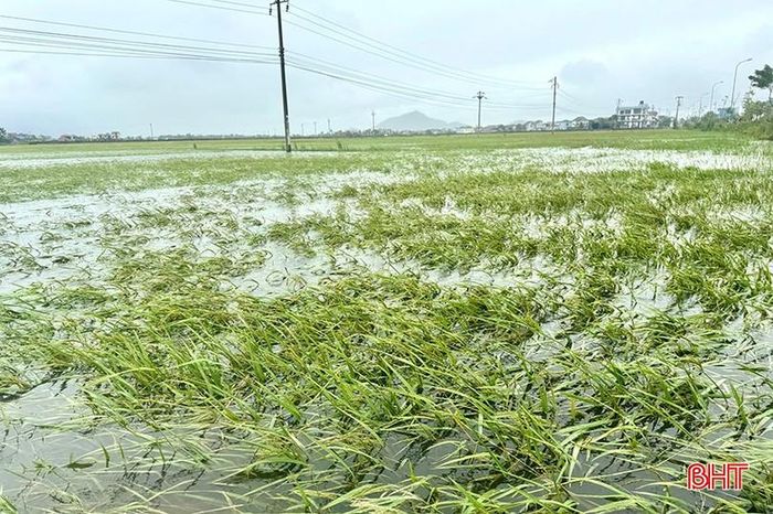  Những cánh đồng lúa ngập úng ở thôn Triều Sơn, xã Mai Phụ. 