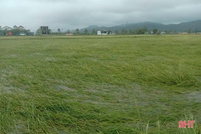  Nhiều diện tích lúa trên địa bàn xã Thạch Xuân bị đổ, ngập trong nước. 
