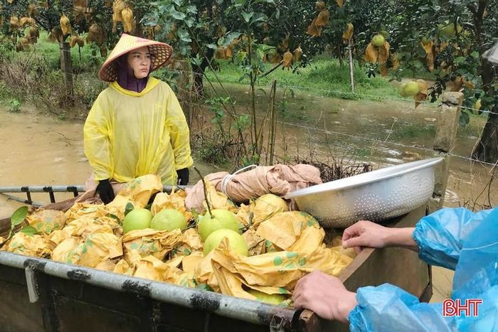  Do mưa lớn, công việc thu hoạch của người dân gặp rất nhiều khó khăn. Một số vườn bưởi đang bị ngập cục bộ do mưa dồn dập, không kịp tiêu thoát nước. 