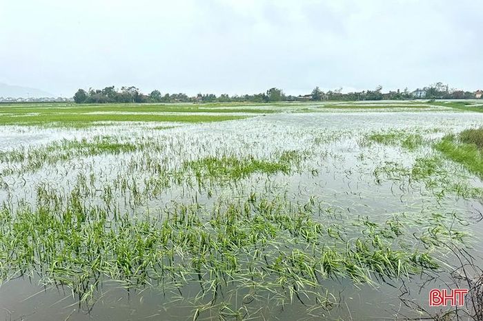  Lúa bị ngập úng, hư hại ở thôn Tân Trung, xã Hồng Lộc. 