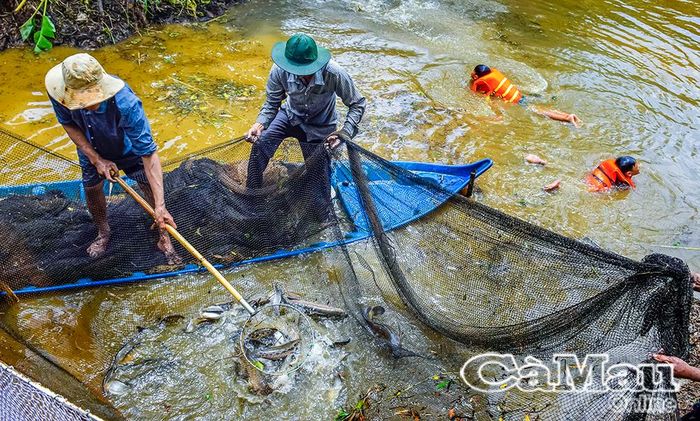 Nhiều điểm du lịch tổ chức trải nghiệm bắt cá đồng, giăng câu, tái diễn cảnh chụp đìa để thu hút khách và quảng bá về nguồn lợi cá đồng tại địa phương.