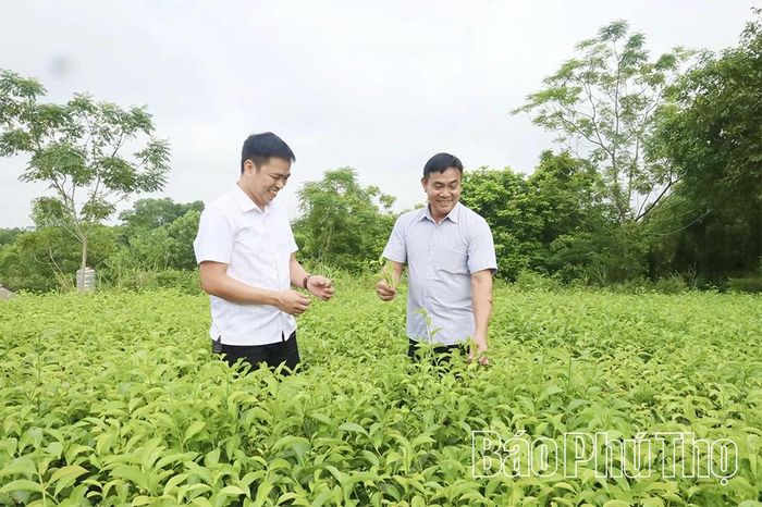 Yên Kỳ là xã có diện tích trồng chè lớn nhất trong tỉnh với khoảng 650ha