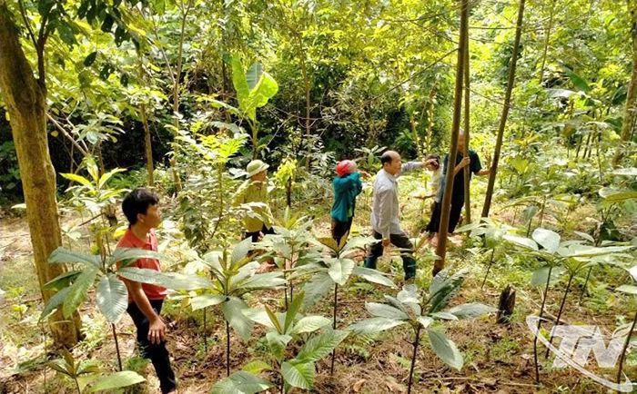 Một phần diện tích trồng cây khôi nhung tía dưới tán rừng của gia đình ông Dương Văn Chấn, thôn Nà Khâu, xã Đồng Phúc.