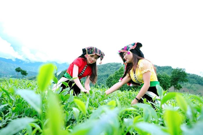 Du khách có thể cùng người dân trải nghiệm hái chè. Ảnh: TL