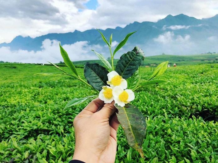 Đến Tân Uyên vào dịp cuối năm, du khách sẽ được chiêm ngưỡng đồi chè ra hoa. Ảnh: TL
