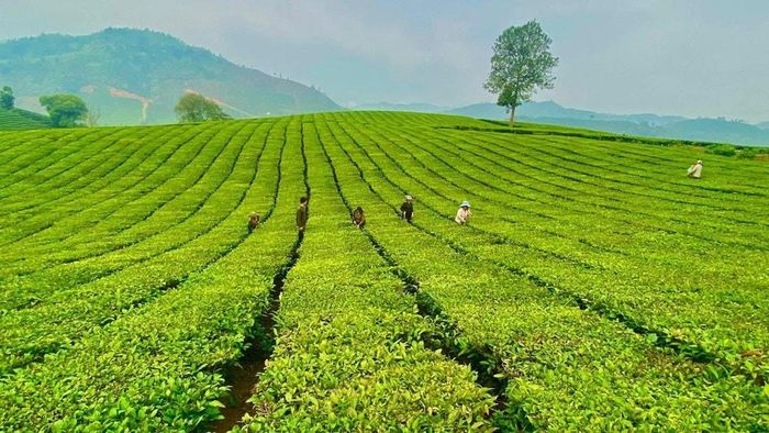 Đồi chè Tân Uyên trông giống như một thảo nguyên xinh đẹp ở châu Âu. Ảnh: TL