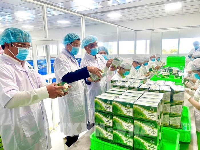 Sản phẩm rong nho tươi của một doanh nghiệp tư nhân. Ảnh TTXVN phát 