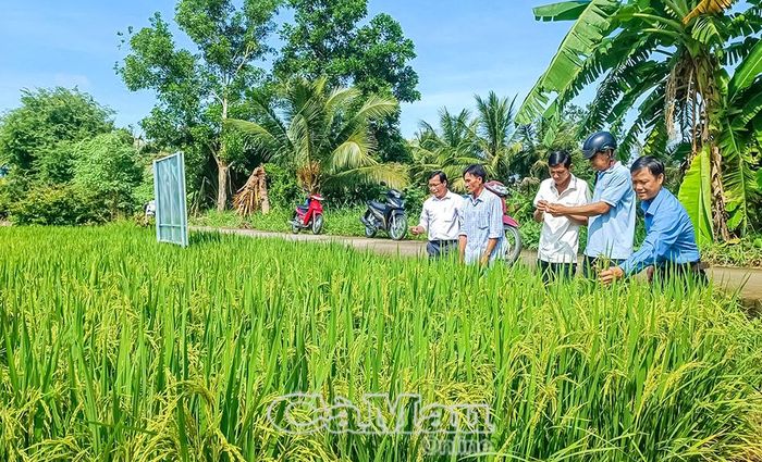 Giống lúa OM18 cấp xác nhận tại HTX DVNN Hồng Phát phát triển tốt, phương pháp sạ hàng cũng giảm nguy cơ ngã đổ khi thời tiết bất lợi.