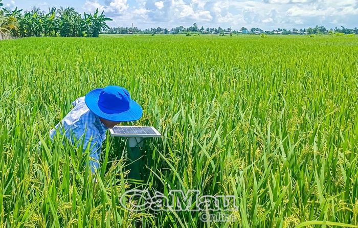 Hệ thống cảm biến được đặt tại ruộng lúa để đo lường dữ liệu, giúp nông dân tuân thủ các quy định về việc tháo nước giữa vụ.