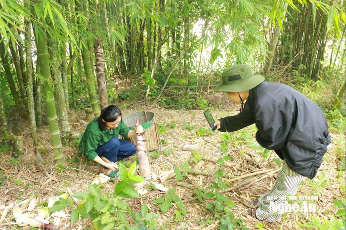 Em họ giúp Ngân Thị Hồng Quyên quay video ở rừng măng bằng điện thoại. Ảnh: Khánh Ly