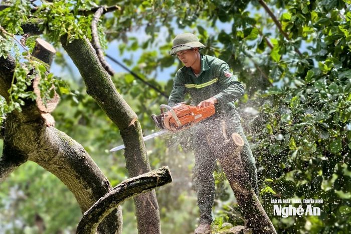 Công việc cắt tỉa trên cành cao đòi hỏi nhiều kỹ năng. Ảnh: Diệp Thanh