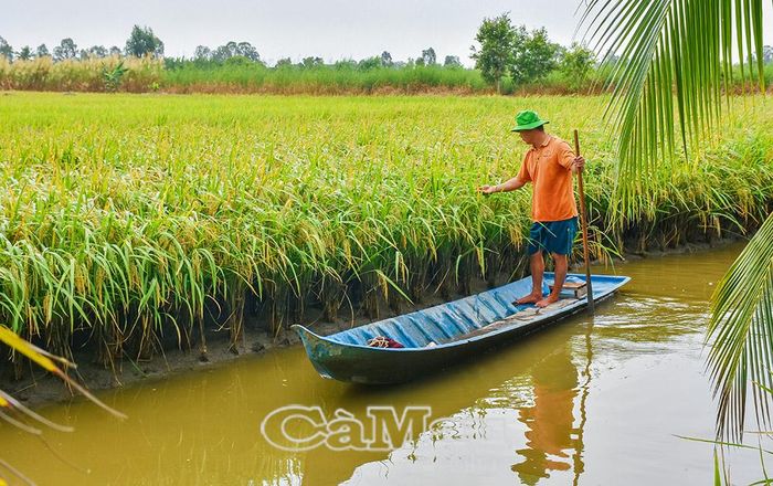 Nông dân xã Ninh Thạnh Lợi thăm ruộng lúa trong vùng luân canh lúa-tôm.