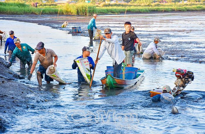 Nông dân xã Ninh Thạnh Lợi thu hoạch vụ tôm càng xanh để chuẩn bị xuống giống vụ lúa.