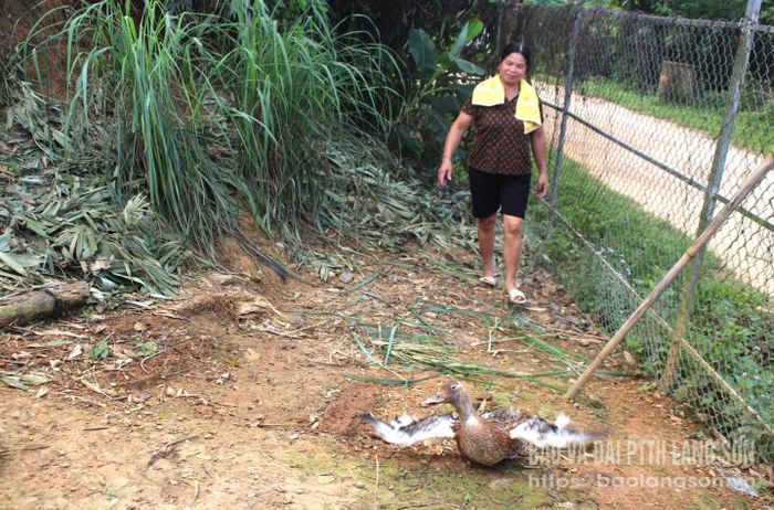 Vịt được người dân chăm nuôi sau nhiều tháng là một trong những lễ vật "pây tai" ngày rằm tháng Bảy