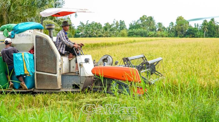 Tranh thủ trời vừa có nắng nhiều bà con xã Khánh Bình tiến hành thu hoạch lúa.
