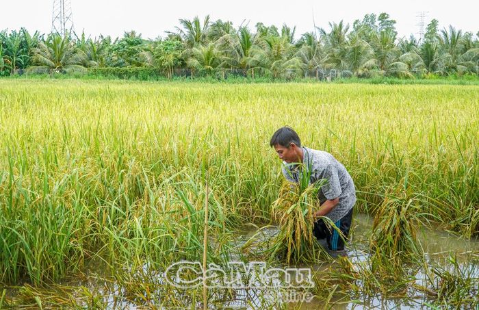 Ông Nguyễn Bé Hờn (ấp Ông Bích, xã Khánh Bình) tranh thủ buộc lại những phần lúa bị đổ ngã.