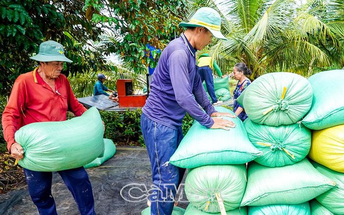 Giống lúa PH1 của gia đình Nguyễn Thị Liên (ấp 12 B, xã Khánh Bình) được thương lái thu mua chỉ 5.000 đồng/kg.