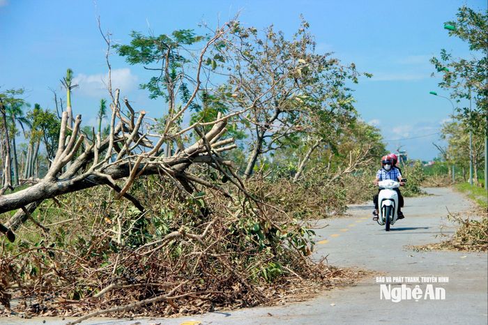 Nhiều cây xanh xung quanh hồ điều hòa bị ngã đổ sau bão số 5, đến nay vẫn còn ngổn ngang. Ảnh: Q.A