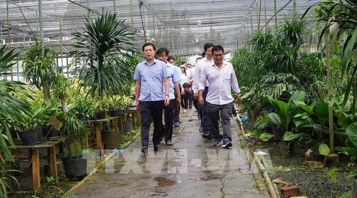 Bí thư Tỉnh ủy Đồng Tháp Lê Quốc Phong (đầu tiên, bên trái) thăm tình hình sản xuất hoa, kiểng của Cơ sở Hiền Huy ở phường Sa Đéc. Ảnh: Nhựt An - TTXVN 