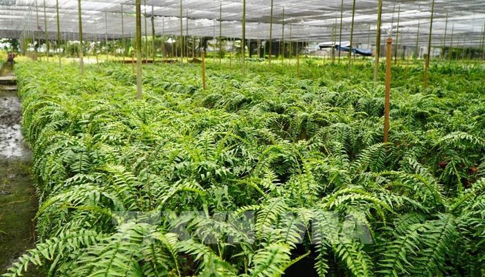 Nông dân Sa Đéc còn chuẩn bị các loại kiểng lá phục vụ thị trường dịp Tết và lễ hội. Ảnh: Nhựt An - TTXVN
