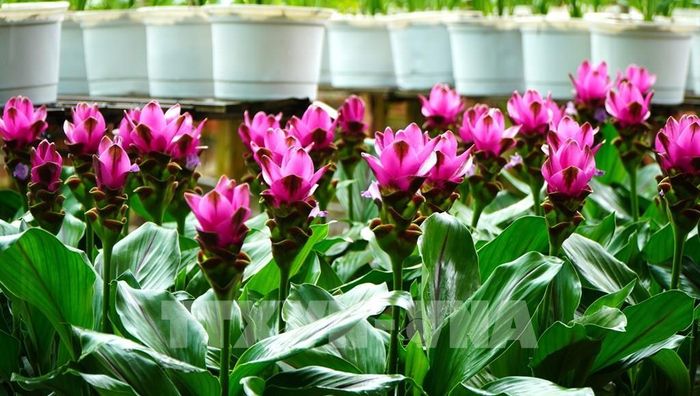 Sen nghệ (có nguồn gốc từ Thái Lan) là một trong những giống hoa mới ở Làng hoa Sa Đéc. Ảnh: Nhựt An - TTXVN
