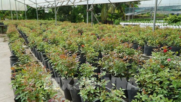 Nông dân Sa Đéc trồng hoa hồng chuẩn bị phục vụ Tết và Festival hoa, kiểng Sa Đéc lần thứ II. Ảnh: Nhựt An - TTXVN