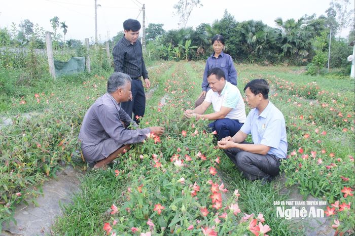 Cán bộ xã Bích Hào kiểm tra hiệu quả cây sâm Thổ Hào được trồng tại địa phương. Ảnh: Mai Hoa
