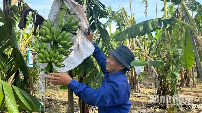 Ở vùng sản xuất đặc sản chuối ngự Đại Hoàng (xã Nam Lý), phần lớn nông dân đang áp dụng quy trình canh tác theo hướng hữu cơ.
