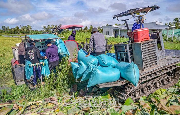 Mặc dù lúa còn xanh nhưng nông dân xã Khánh Hưng đã tranh thủ thu hoạch, tránh ngập úng.