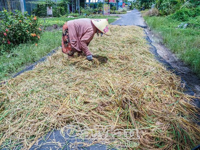Lúa chín nhưng do nước ngập sâu, máy không cắt được, vợ ông Huỳnh Văn Lũy mót những mớ lúa bị ngập về phơi làm thức ăn cho vịt.
