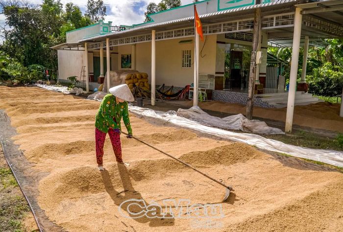 Do giá cả bấp bênh, chỉ 4-5 ngàn đồng/giạ, bà Lê Thị Lẹ, ấp Chủ Mía, xã Khánh Hưng, trữ lúa lại, chờ giá. 
