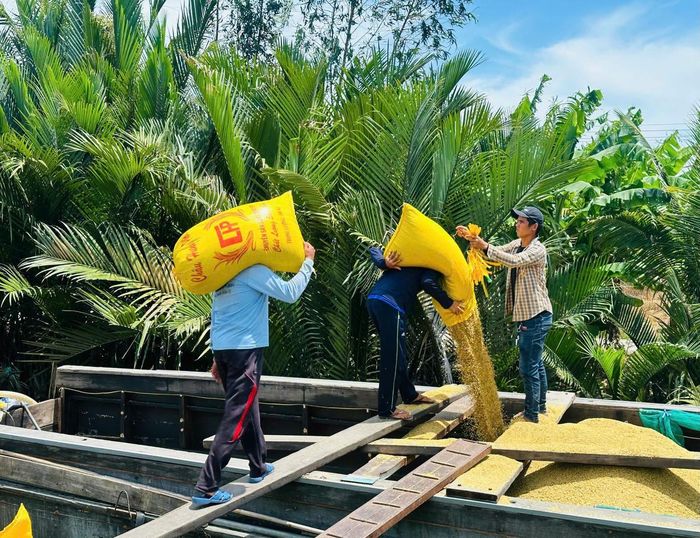 Thương lái thu mua lúa tại cánh đồng ở tỉnh Cà Mau. Ảnh: L.D.