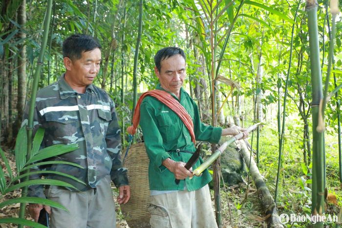 Người dân bản Liên Phương thực hiện nghị quyết của Chi Bộ về bảo tồn, phát triển diện tích cây măng nhướng. Ảnh: K.L