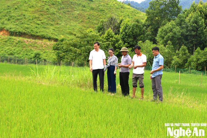 Lãnh đạo Đảng ủy xã Tiền Phong cùng Chi bộ, ban quản lý bản Piêng Cu kiểm tra tình hình sản xuất của người dân. Ảnh: Khánh Ly
