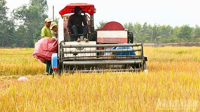Đến nay, toàn vùng đồng bằng sông Cửu Long đã thu hoạch được khoảng 1 triệu ha lúa