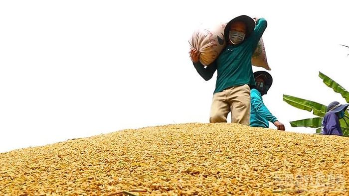Nông dân Đồng bằng sông Cửu Long thu hoạch lúa hè thu.